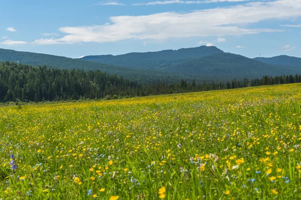 Wild flowers meadow mountains — Stock Photo, Image