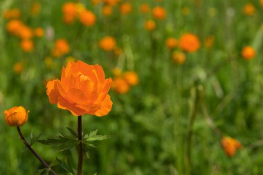 orange flower meadow closeup