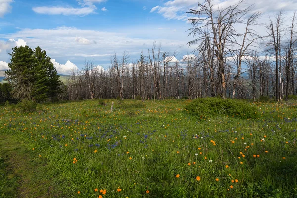 Flowers meadow mountains dry trees — Stockfoto