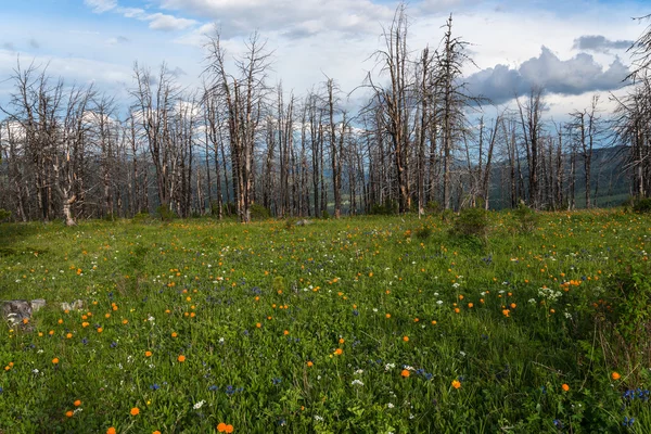 Flowers meadow mountains dry trees — Stock fotografie