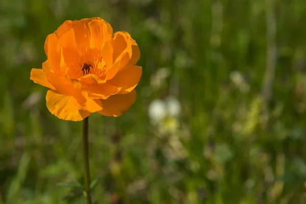 Orange flower meadow closeup — 图库照片