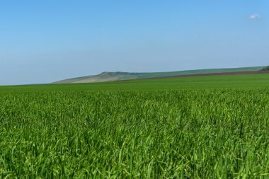oat field mountains agriculture