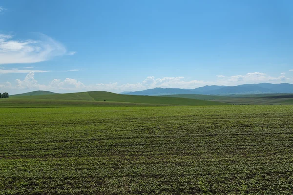 Вівсяне поле гори сільське господарство — стокове фото