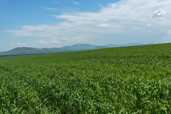 Oat field mountains agriculture — Stock Photo, Image