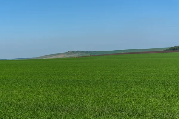 Oat field mountains agriculture — Zdjęcie stockowe