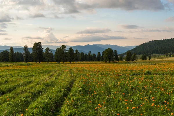 Flowers meadow mountains sky — Stock fotografie