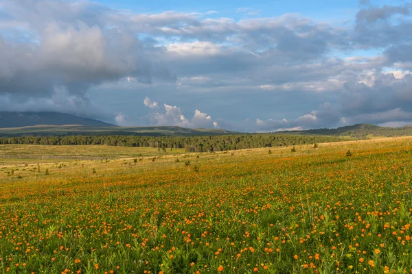 Fiori prato montagne cielo — Foto Stock