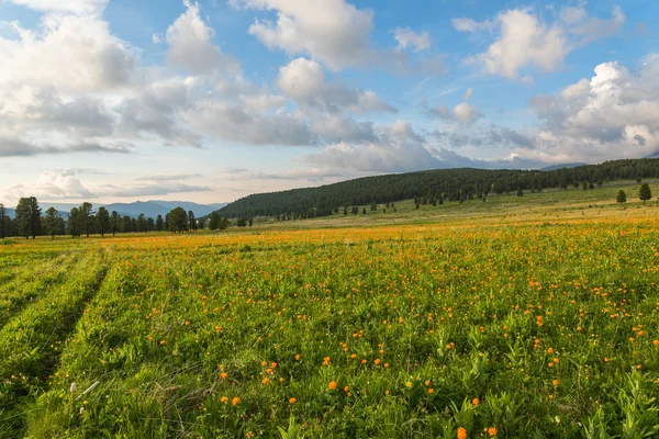 Flowers meadow mountains sky — Stock Photo, Image