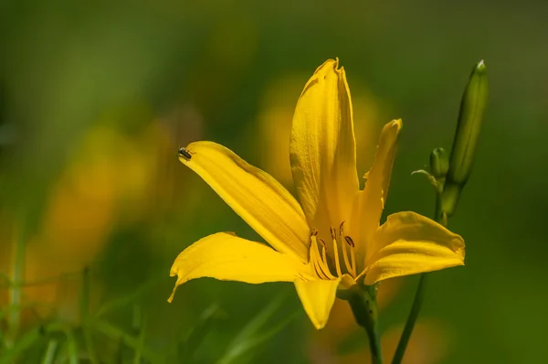 Gele lily bloemen weide close-up — Stockfoto