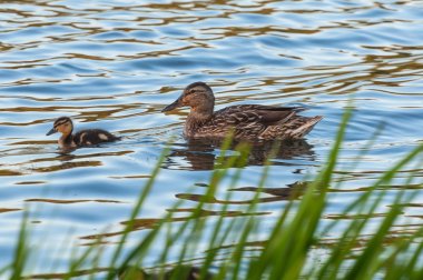 ördek ördek yavrusu göl