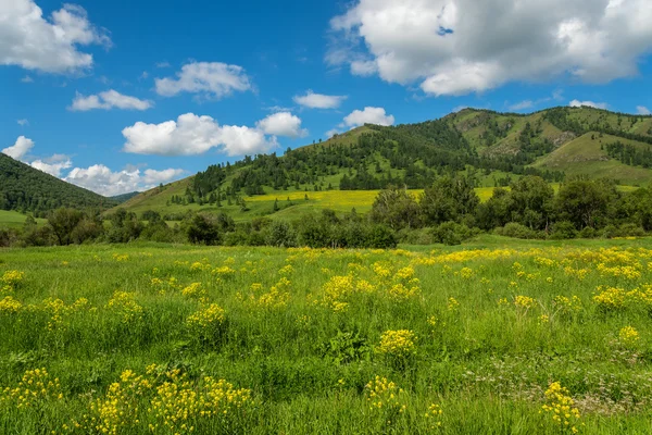 Flores silvestres montanhas prado — Fotografia de Stock