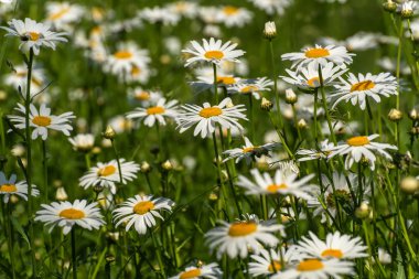 Papatya çiçek çayır