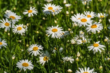 Güzel renkli çiçek arka plan beyaz papatya çiçek güneşli bir günde bir çayırda
