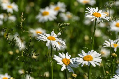 Papatya çiçek çayır