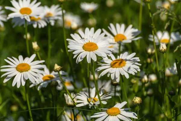 Daisy bloemen weide — Stockfoto