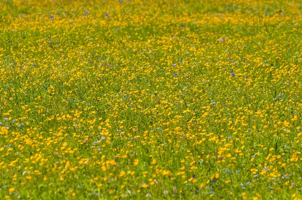 Ranunkeln blühen Wiese — Stockfoto