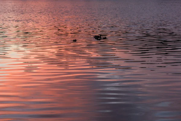 Texture water sunset background — Stock Photo, Image