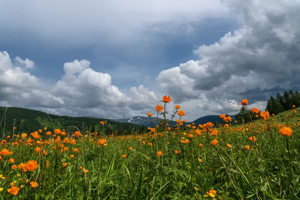 orange flowers meadow mountains