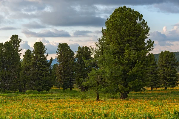 Cedars forest flowers meadow — Stock Photo, Image