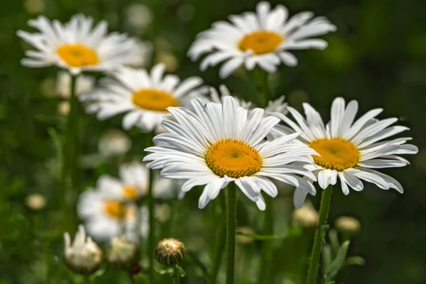 Daisy bloemen weide close-up — Stockfoto