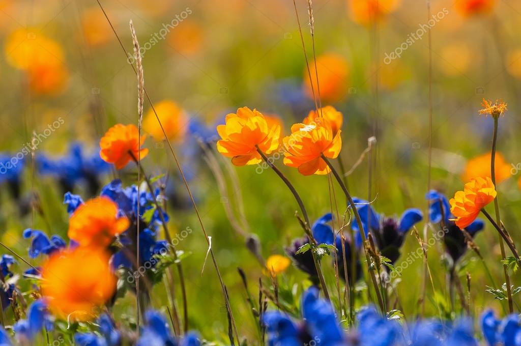 prato di fiori selvatici — Foto Stock © Iri_sha #78270806 prato di fiori selvatici — Foto Stock © Iri_sha #78270806