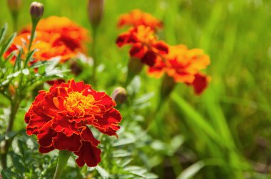 çiçekler kadife çiçeği arka plan