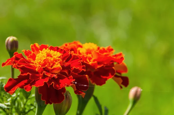 万寿菊鲜花背景 — 图库照片