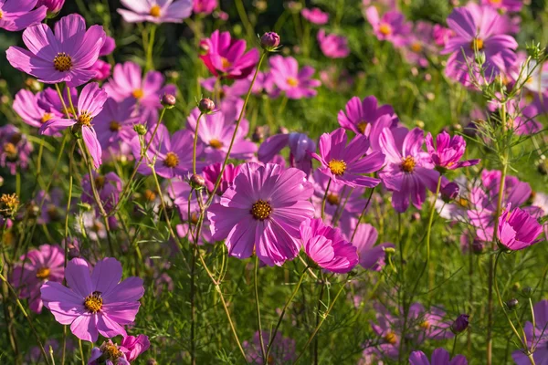 Lichte Floral Decoratieve Achtergrond Van Prachtige Roze Bloemen Kosmeya Tuin — Stockfoto