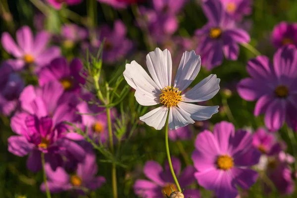 Lichte Floral Decoratieve Achtergrond Met Mooie Bloem Kosmeya Onscherpe Achtergrond — Stockfoto