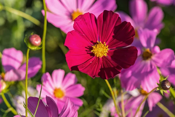 Jasne Kwiatowy Ozdobny Tło Kosmeya Piękny Kwiat Niewyraźne Tło Innych — Zdjęcie stockowe