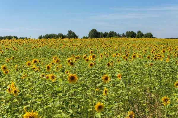 Tournesols champs fleurs ciel — Photo