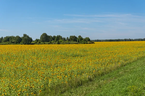 Słoneczniki kwiaty niebo pole — Zdjęcie stockowe