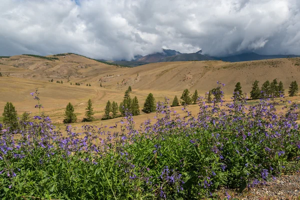 Mountains valley forest clouds — Stock Photo, Image