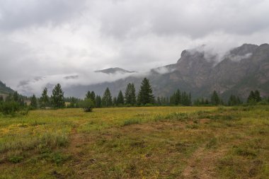 dağlar Orman ağaçları sis 