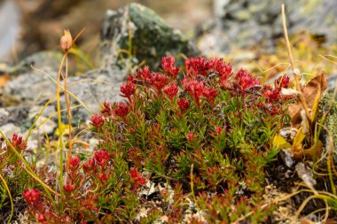 çiçek Rhodiola rosea roseroot dağlar 