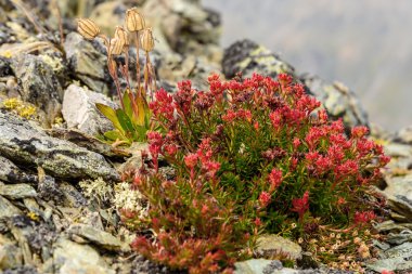 çiçek Rhodiola rosea roseroot dağlar 