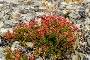 çiçek Rhodiola rosea roseroot dağlar 