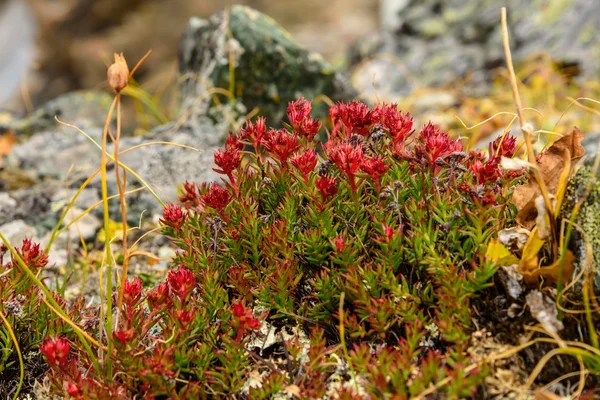 Virág Rhodiola rosea roseroot hegyek — Stock Fotó