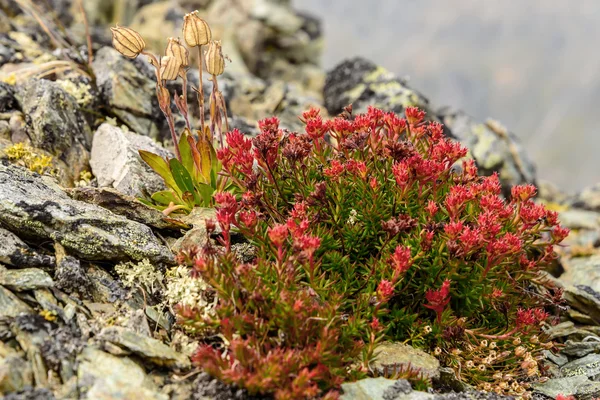 Flor Rhodiola rosea roseroot montañas Imágenes de stock libres de derechos