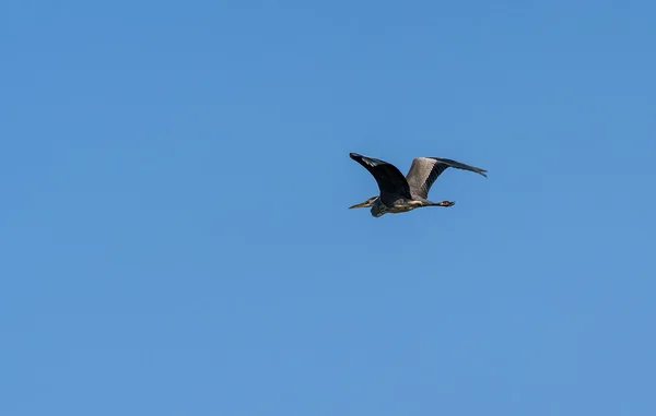 Garça cinza céu pássaro — Fotografia de Stock