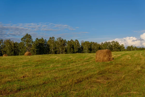 Hay stacks field — Stock Photo, Image