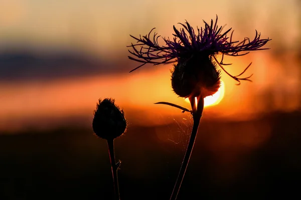 Çiçek dulavratotu günbatımı arka plan — Stok fotoğraf