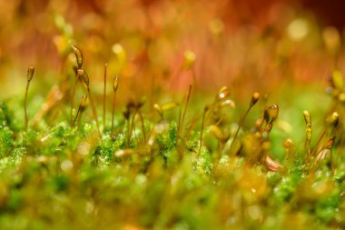 Moss arka plan makro çiy