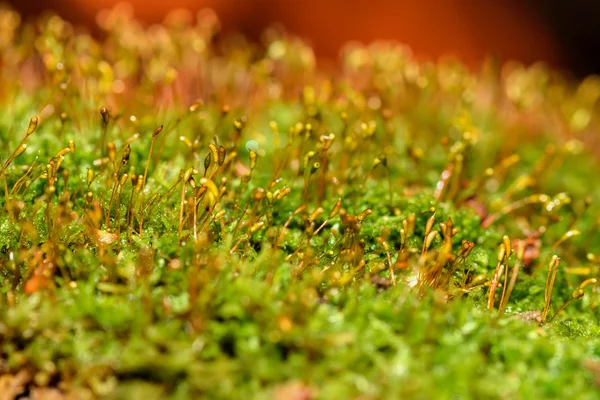 Moss arka plan makro çiy — Stok fotoğraf