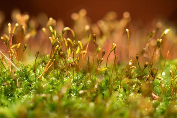 Moss arka plan makro çiy — Stok fotoğraf