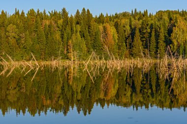 Lake Forest'ta yansıma