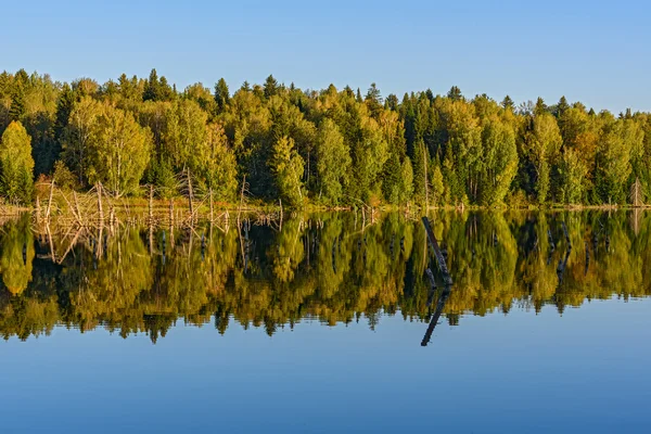 Lago foresta riflessione — Foto Stock