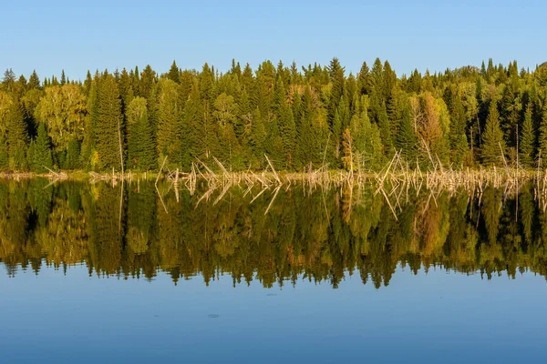 Lago foresta riflessione — Foto Stock