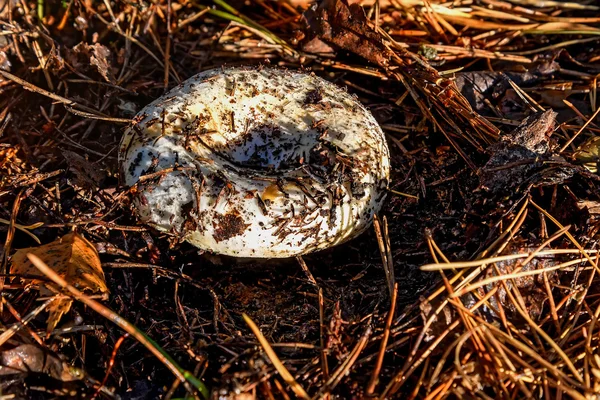 Lactarius beyaz süt mantar — Stok fotoğraf