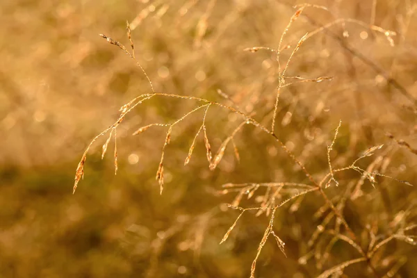 夜明けの草の露の背景 — ストック写真